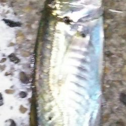 激渋アジング調査