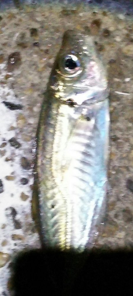 激渋アジング調査