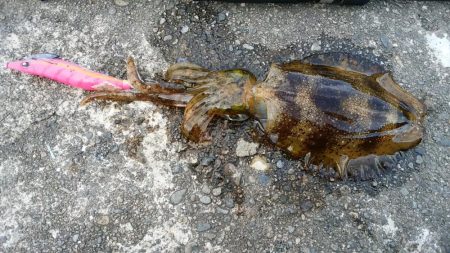 あちこちランガンで捕獲