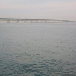 ついにメジロ‼