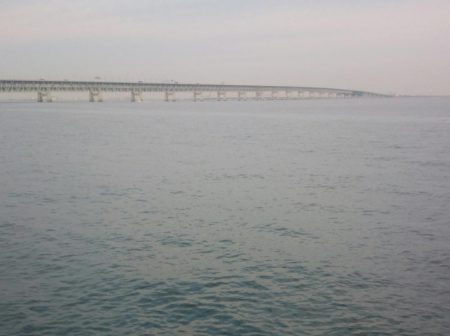 ついにメジロ‼