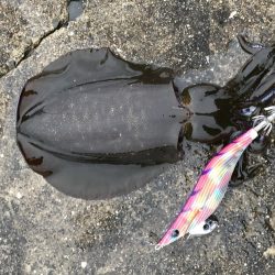 良型には逢えず！