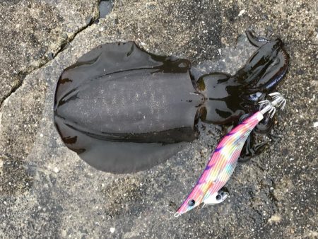 良型には逢えず！