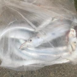 全体的にサイズアップ