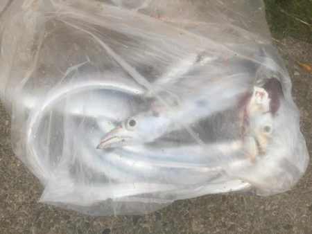 全体的にサイズアップ