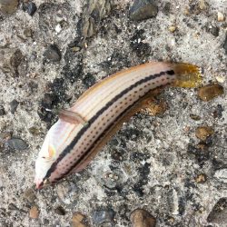 kissできませんでした、、、