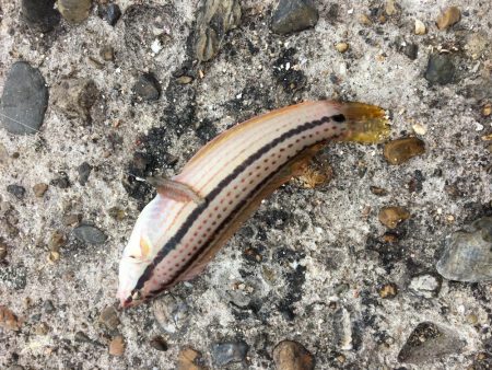 kissできませんでした、、、