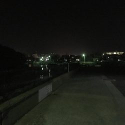 コウイカ入れ食い