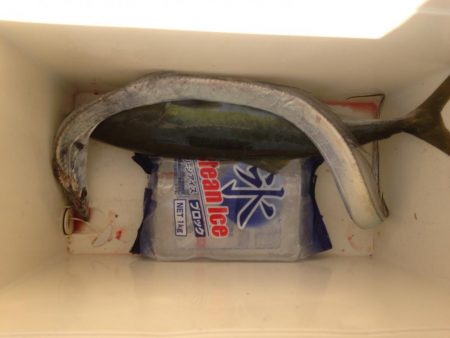 ハマワンタチワン