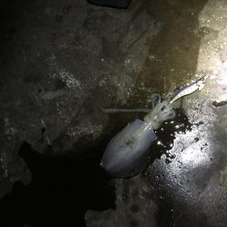 大きくなってきてます