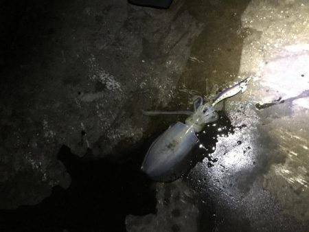 大きくなってきてます