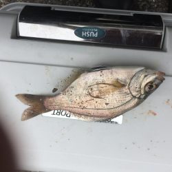 横須賀の釣り公園へ行って来ました。