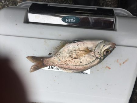 横須賀の釣り公園へ行って来ました。