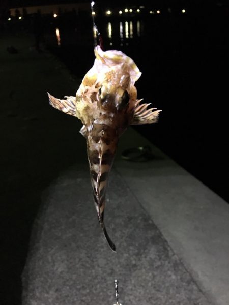 夕やけ眺め、２時間の釣り