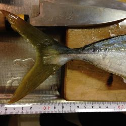 1回ぼうず挟んでハマチゲット