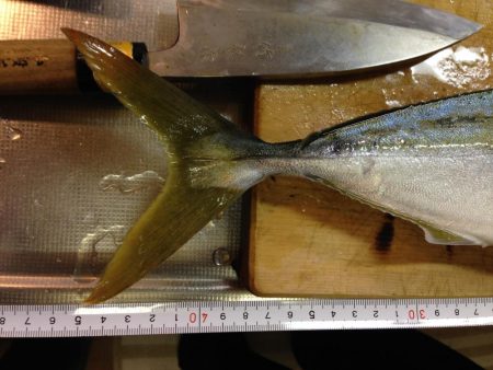 1回ぼうず挟んでハマチゲット