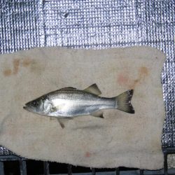 豊浜釣り桟橋　北風が厳しい季節になりました