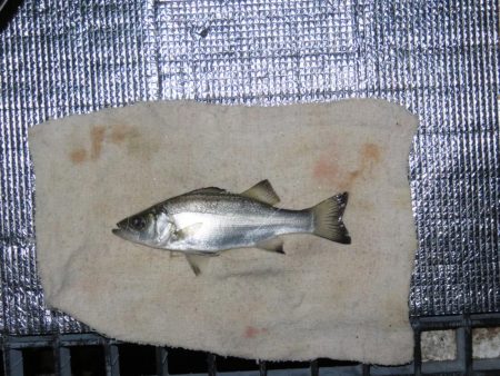 豊浜釣り桟橋　北風が厳しい季節になりました