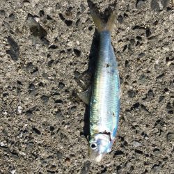 周南 戸田桑原漁港