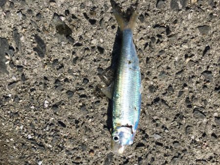 周南 戸田桑原漁港