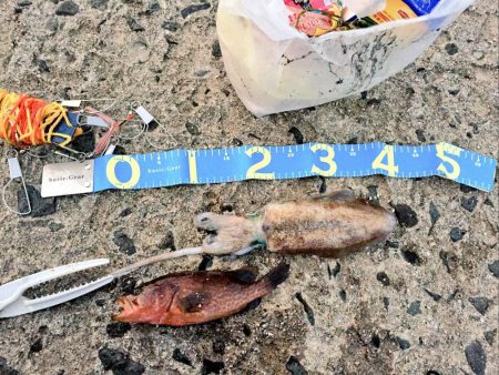 アオリイカ、キジハタ