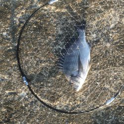 津田沖一文字でチヌ