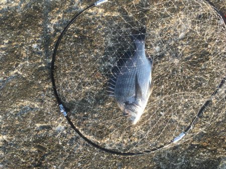 津田沖一文字でチヌ