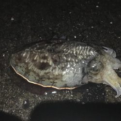 結局は腕やっさ！