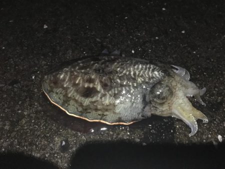 結局は腕やっさ！