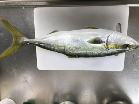 ベイトがいっぱい！