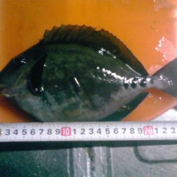 イシガキダイとサンノジハゲ