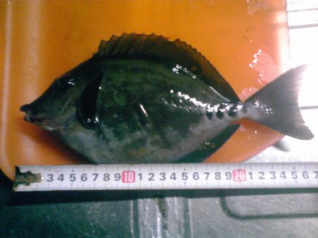 イシガキダイとサンノジハゲ