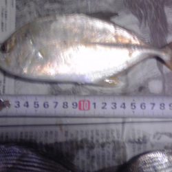 メッキ、ジャンボアジ、カイズ等