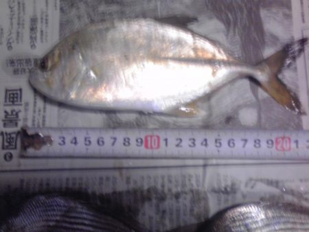 メッキ、ジャンボアジ、カイズ等