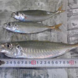 アイゴ、メッキ、カイズ等