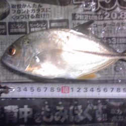 サビキでジャンボアジ（尺アジ）