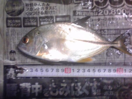 サビキでジャンボアジ（尺アジ）