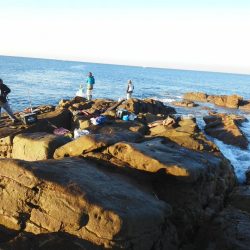 グレ・アオリイカ・小さい・・・・・・