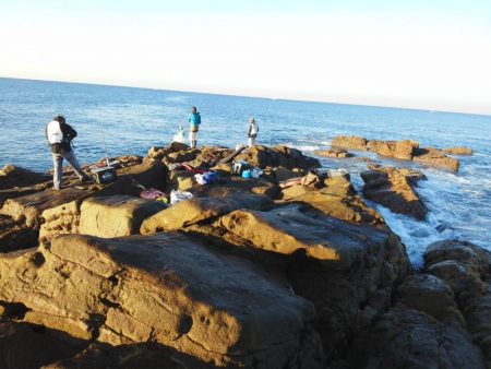 グレ・アオリイカ・小さい・・・・・・