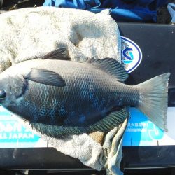 グレ・アオリイカは小さい・・イズスミは良く引きました・・