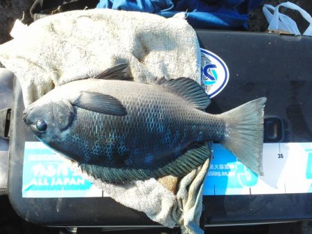 グレ・アオリイカは小さい・・イズスミは良く引きました・・