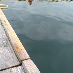 海上釣り堀水宝で青物狙い