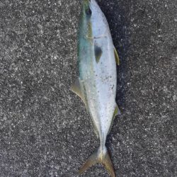 フォールでパクリ！