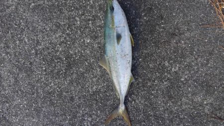 フォールでパクリ！