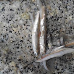 雨にもまけず！粘り勝ち！