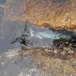 ストリンガーが