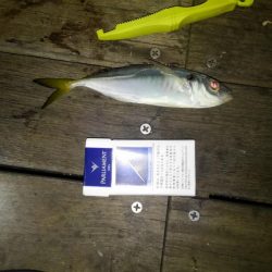 コスモスクエア夜サビキ