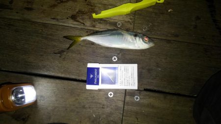 コスモスクエア夜サビキ