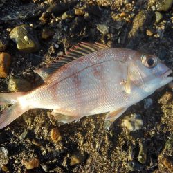 外道、げどう、ゲドウ