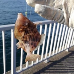 青物はアカン感じ